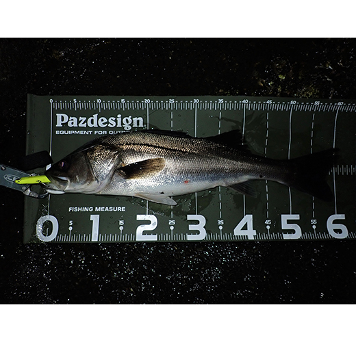 Masura capturi - Protect Measure 65 II Pazdesign, 20 x 47 cm, Olive White,  PAC-315 [3]