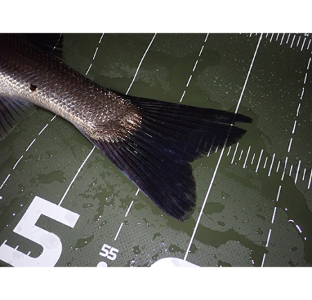 Masura capturi - Protect Measure 65 II Pazdesign, 20 x 47 cm, Olive White,  PAC-315 [3]