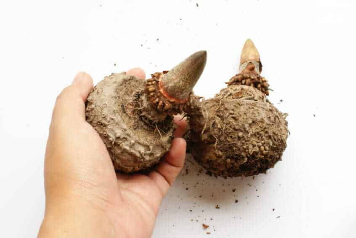 Burete natural Konjac cu lavanda pentru corp si ten [3]