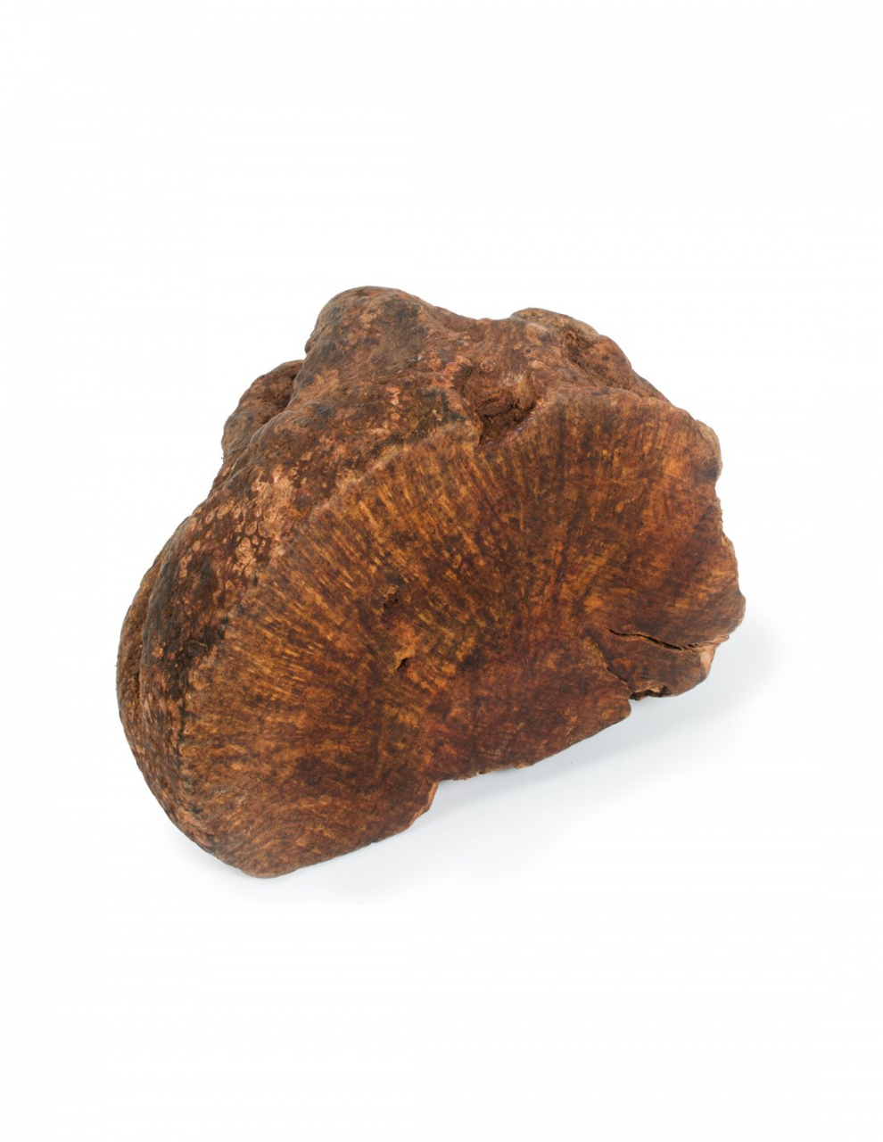 Naturedeli radacina tubercul salbatic XS 60-150 g [2]