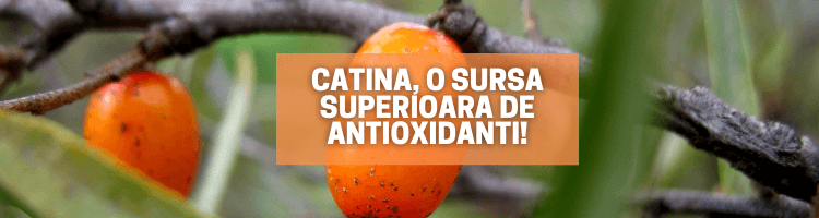 Catina, o sursa superioara de antioxidanti!