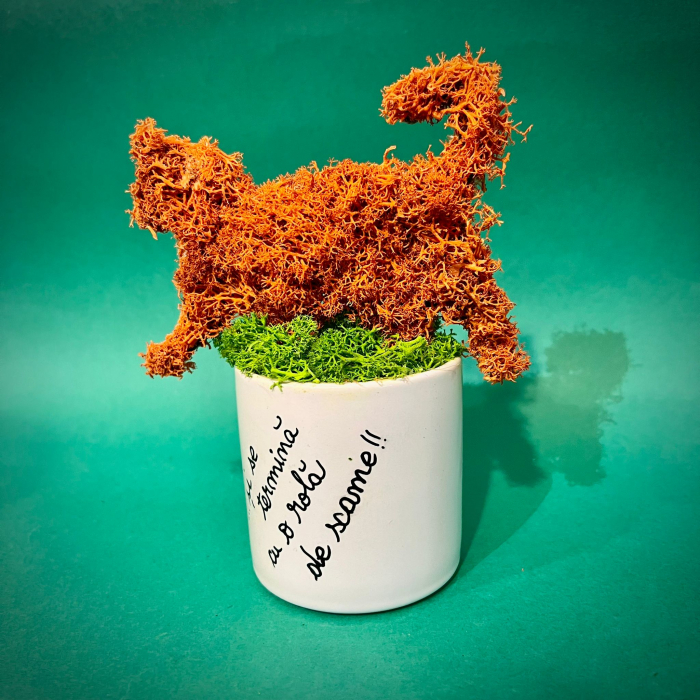 Aranjament Ginger Cat 20X14cm [2]