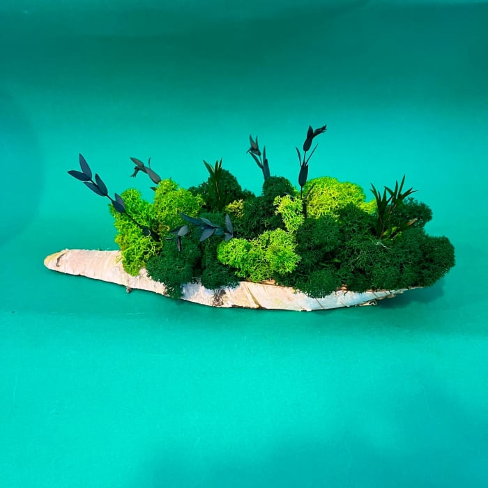 Felie de lemn cu licheni 25X9cm [2]