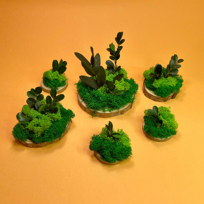 Felie de lemn cu licheni 7x7cm [4]