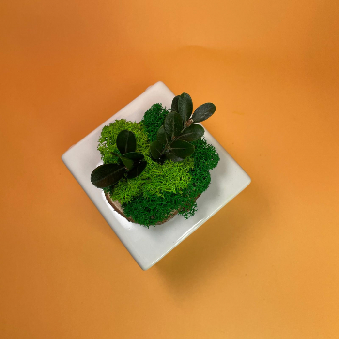 Felie de lemn cu licheni 7x7cm [3]