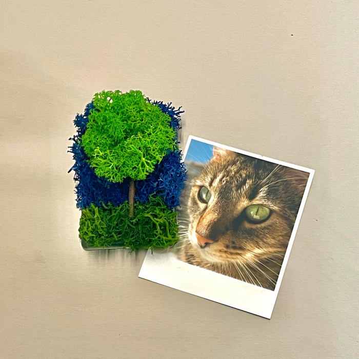 Magnet Copacel 8x5cm [2]