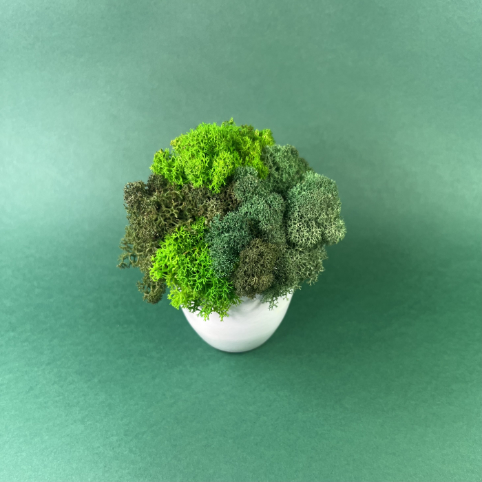 Mini vas cu licheni 9x9cm [2]