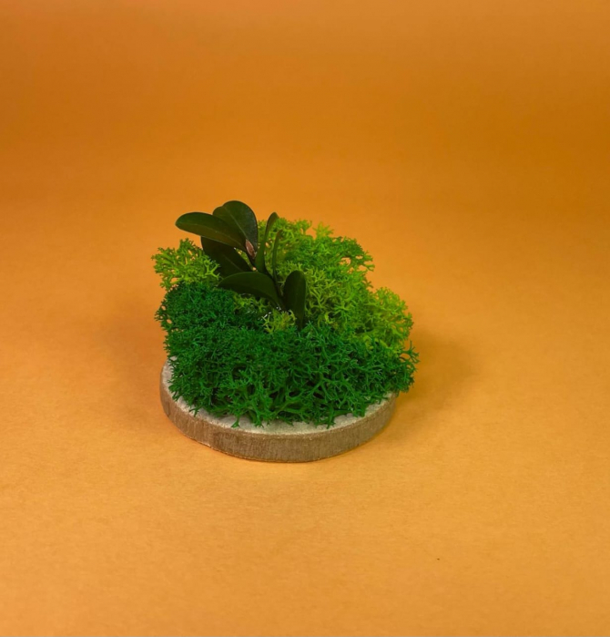 Set Felii de lemn cu licheni verzi 6x6cm/7x7cm/8x8cm/10x10cm [2]