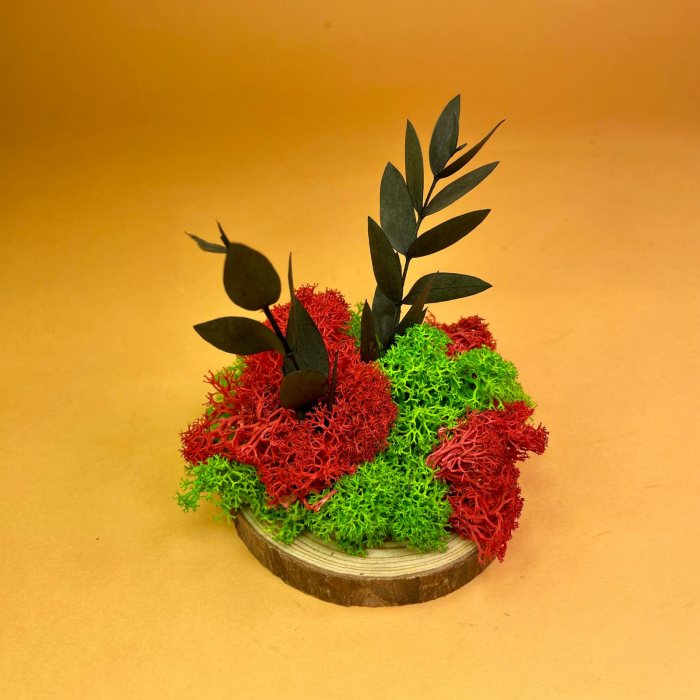 Set Felii de lemn cu licheni 6x6cm/7x7cm/8x8cm/10x10cm [4]