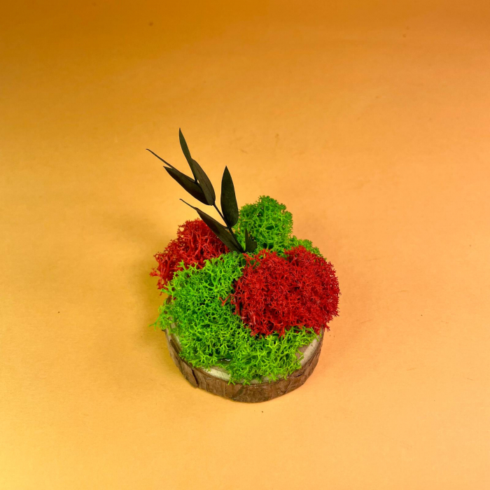 Set Felii de lemn cu licheni 6x6cm/7x7cm/8x8cm/10x10cm [3]
