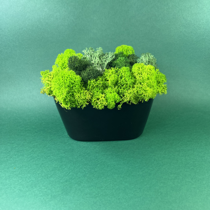 Vas cu licheni verzi 17x15cm [2]