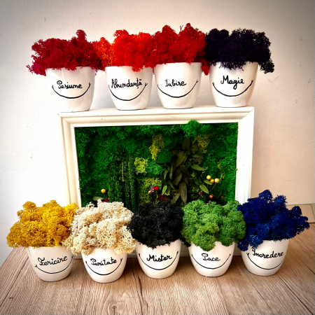 TABLOURI LICHENI - Set Aranjamente Sentimente 9x9cm si Tablou Jungle 23x28cm