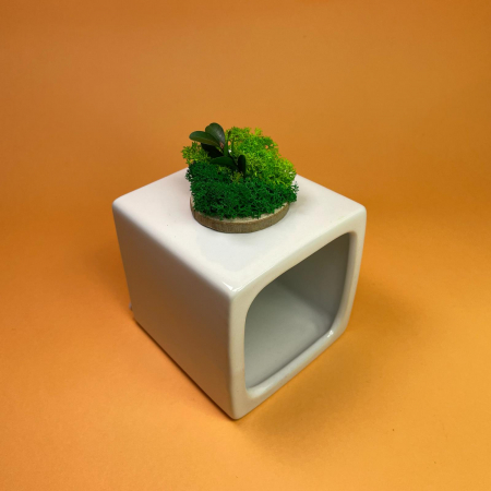 Felie de lemn cu licheni 6x6cm [1]