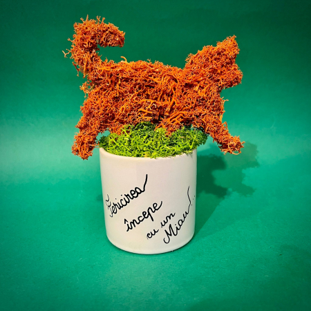 Aranjament Ginger Cat 20X14cm [0]