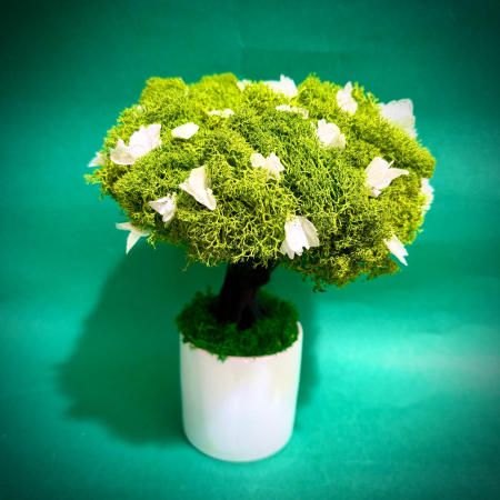 Scoala - Copacel Din padurea verde 24x13cm
