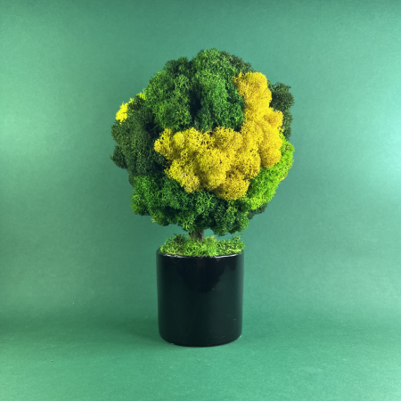 MINI COPACEI - Copacel negru 25x13cm