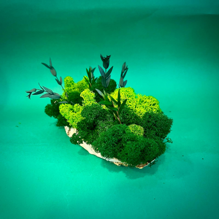 Mici cadouri naturale - Felie de lemn cu licheni 25X9cm