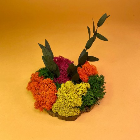 Mici cadouri naturale - Felie de lemn cu licheni 10x10cm