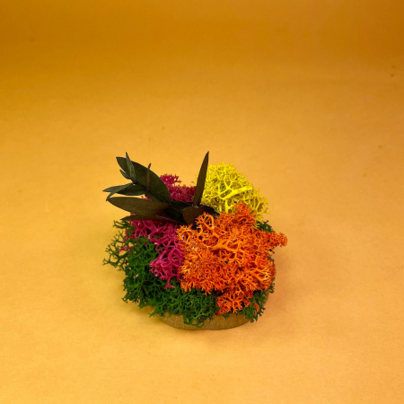 LICHIDARI DE STOC - Felie de lemn cu licheni 6x6cm