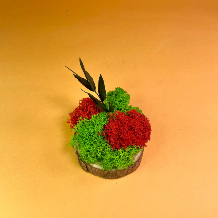 Mici cadouri naturale - Felie de lemn cu licheni 7x7cm