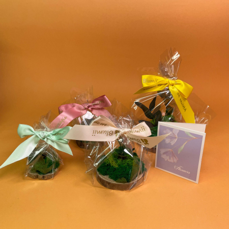 Set Felii de lemn cu licheni 6x6cm/7x7cm/8x8cm/10x10cm [5]