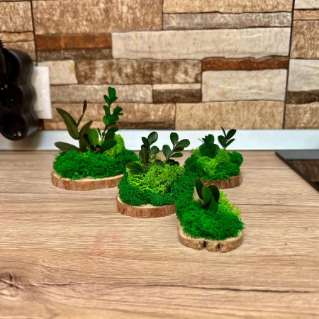 Set Felii de lemn cu licheni verzi 6x6cm/7x7cm/8x8cm/10x10cm [5]