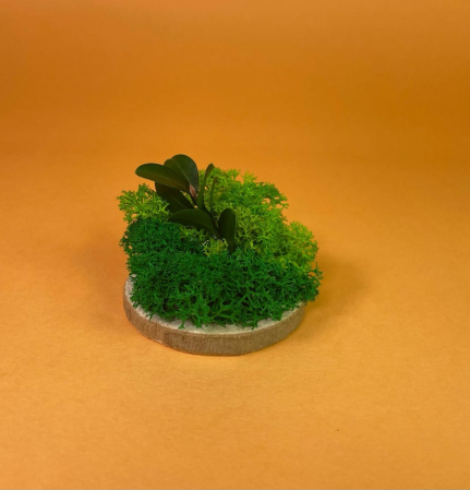 Mici cadouri naturale - Felie de lemn cu licheni 6x6cm