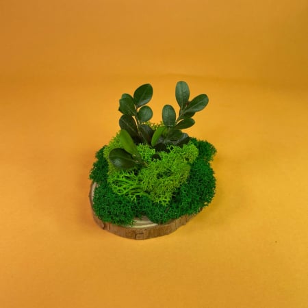 Mici cadouri naturale - Felie de lemn cu licheni 8x8cm