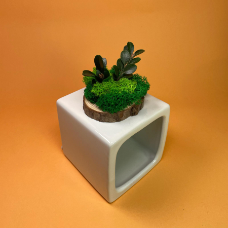 Felie de lemn cu licheni 7x7cm [1]