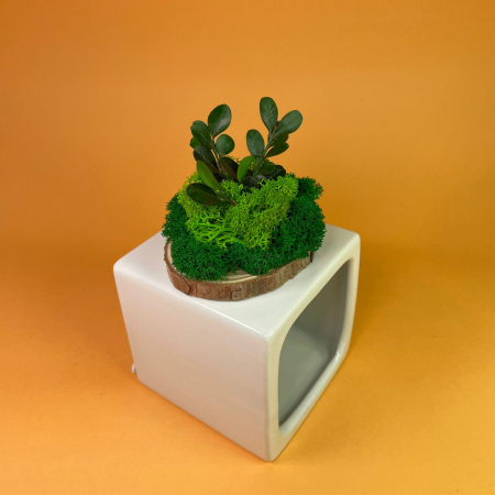 Felie de lemn cu licheni 8x8cm [1]