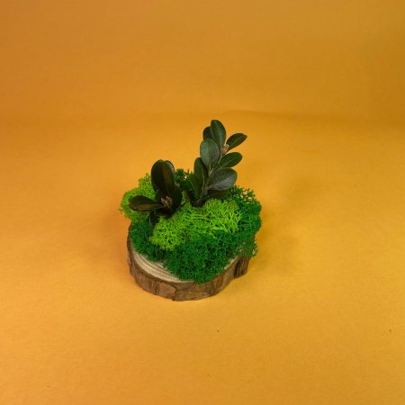 LICHIDARI DE STOC - Felie de lemn cu licheni 7x7cm