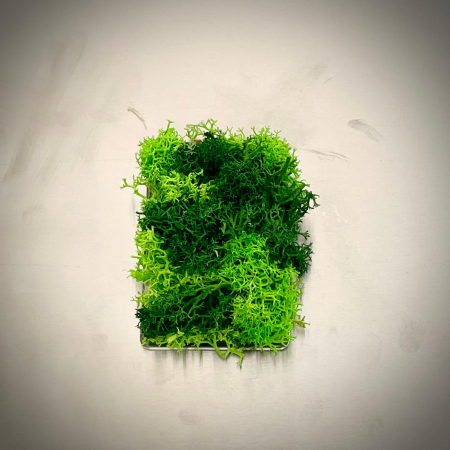 Mici cadouri naturale - Magnet Vesnic Verde 8x5cm
