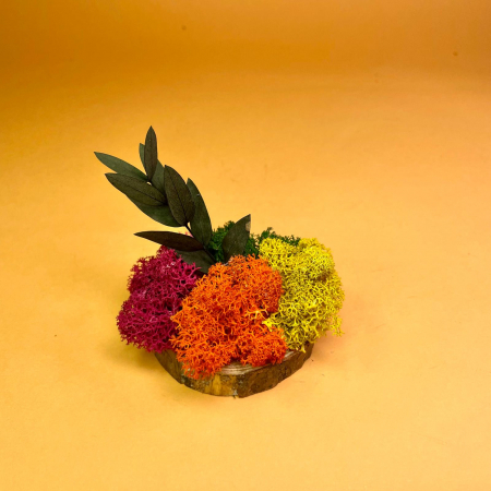 Set Felii de lemn cu licheni colorati 6x6cm/7x7cm/8x8cm/10x10cm [2]