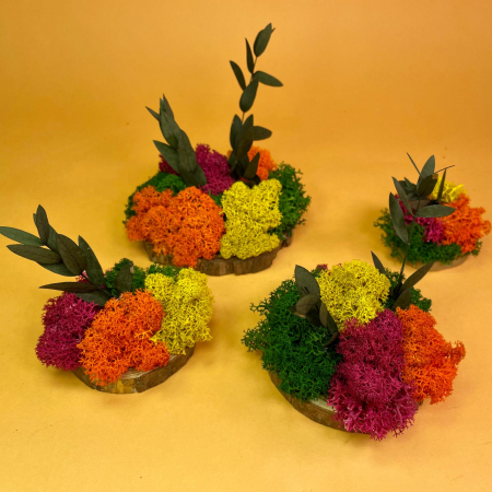 LICHIDARI DE STOC - Set Felii de lemn cu licheni colorati 6x6cm/7x7cm/8x8cm/10x10cm