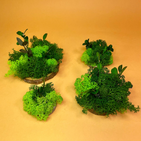 LICHIDARI DE STOC - Set Felii de lemn cu licheni verzi 6x6cm/7x7cm/8x8cm/10x10cm