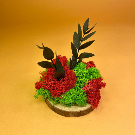 Set Felii de lemn cu licheni 6x6cm/7x7cm/8x8cm/10x10cm [3]