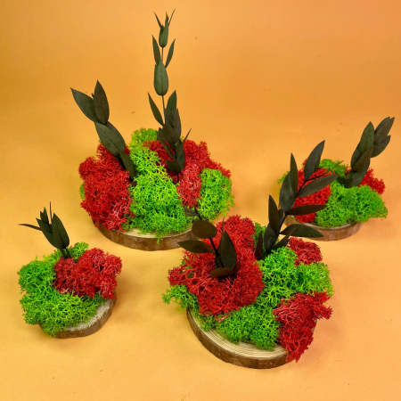 Mici cadouri naturale - Set Felii de lemn cu licheni 6x6cm/7x7cm/8x8cm/10x10cm