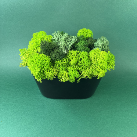Mici cadouri naturale - Vas cu licheni verzi 17x15cm