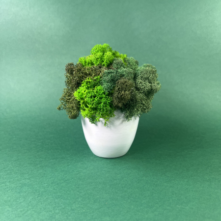 Mici cadouri naturale - Mini vas cu licheni 9x9cm
