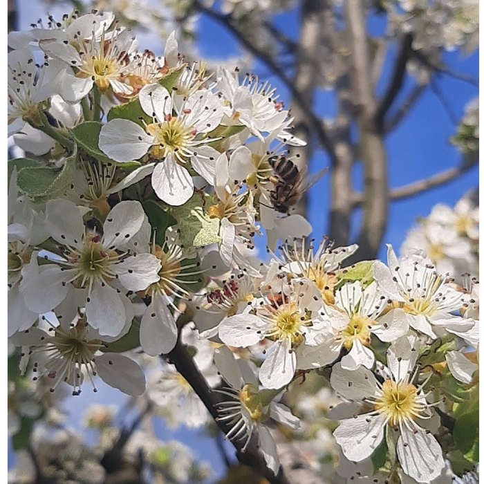 Set Produs Apicol 1Borcan cu miere tei 750 grame +1 Borcan faguri in miere tei 750 grame+ 1 Bat miere spiralat, Miere naturala, Boutique Deluxe, Gust Autentic si Beneficii pentru Sanatate [4]