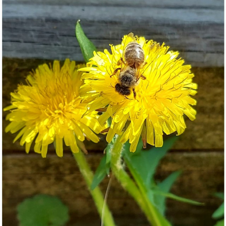Borcanas cu miere in forma de steluta, 100 g, Show Bâzzz!!! [3]