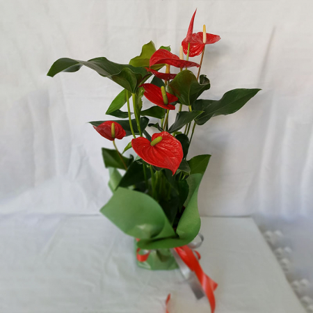 Plante - Anthurium Ghiveci Ambalat de Cadou