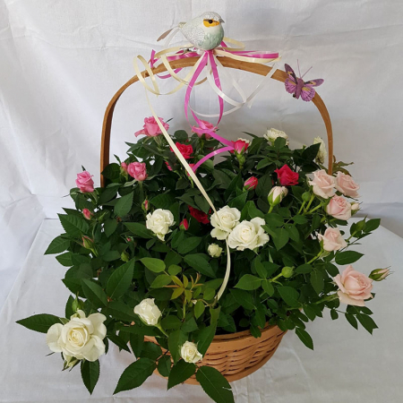 Plante - Cos cu Trandafiri si Decoruri
