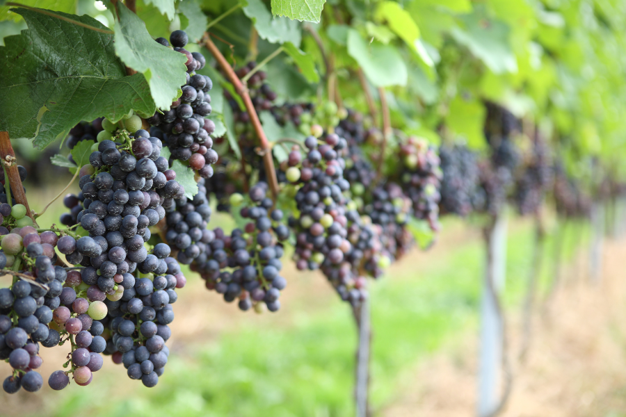 Ghid complet pentru recoltarea și prelucrarea strugurilor: de la culegere la vin delicios