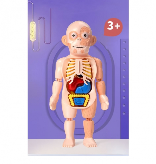 Jucarie educativa model corpul uman, 18 piese, 23 cm [2]
