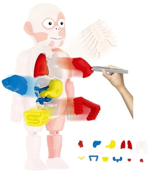 Jucarie educativa model corpul uman, 18 piese, 23 cm [3]