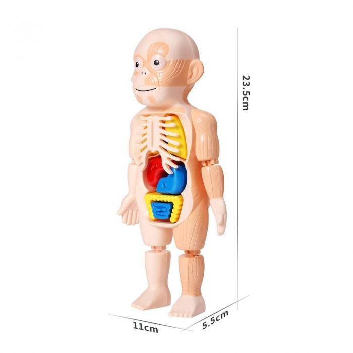 Jucarie educativa model corpul uman, 18 piese, 23 cm [4]
