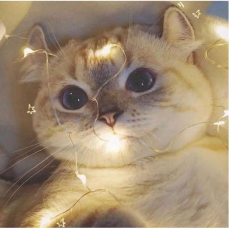 Instalatie Craciun, 10 metri, 100 LED-uri, multicolor RGB, sincronizare muzica, telecomanda 12 de functii, USB, fir cupru, liniar, interior/exterior, Flippy [2]