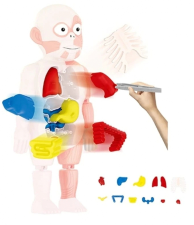 Jucarie educativa model corpul uman, 18 piese, 23 cm [2]