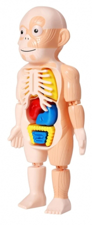 Jucarii educative - Jucarie educativa model corpul uman, 18 piese, 23 cm